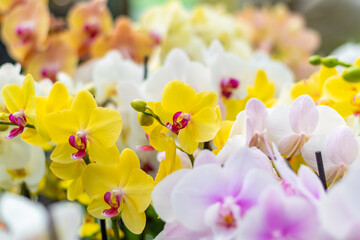 Closeup view to orchid flower Phalaenopsis. Multiple flowers of variant colors, detail macro view.