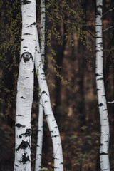 Birch-tree motif