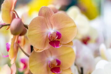 Closeup view to orchid flower Phalaenopsis. Multiple flowers of variant colors, detail macro view.