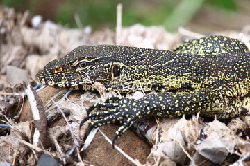 Nilwaran / Nile monitor / Varanus niloticus