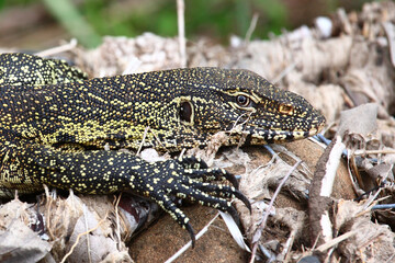 Nilwaran / Nile monitor / Varanus niloticus