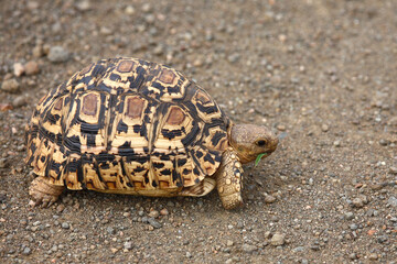 Leopardenschildkröte / Leopard tortoise / Geochelone pardalis