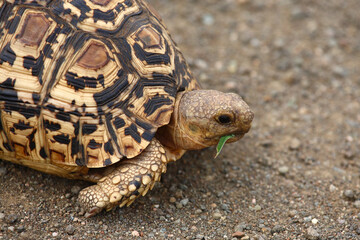 Leopardenschildkröte / Leopard tortoise / Geochelone pardalis
