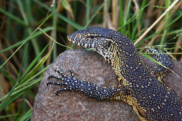 Nilwaran / Nile monitor / Varanus niloticus