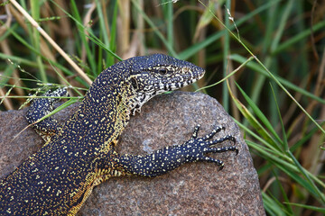 Nilwaran / Nile monitor / Varanus niloticus