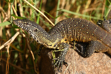 Nilwaran / Nile monitor / Varanus niloticus