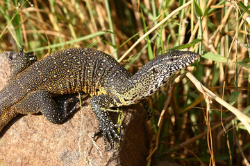 Nilwaran / Nile monitor / Varanus niloticus
