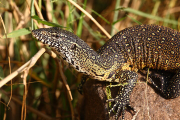 Nilwaran / Nile monitor / Varanus niloticus