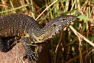 Nilwaran / Nile monitor / Varanus niloticus