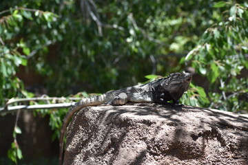 iguana on the rock in tucson, arizona