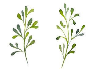 Set of watercolor rose design elements, flowers, leaves, twigs, shoots, branches, botanical illustration isolated on white background