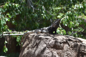 iguana on the rock in tucson, arizona