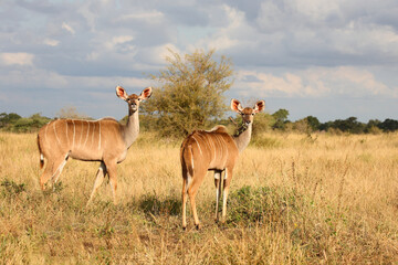 Großer Kudu / Greater kudu / Tragelaphus strepsiceros..........Großer Kudu / Greater kudu / Tragelaphus strepsiceros.
