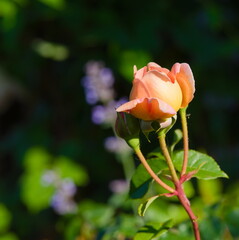 Rose Marie Curie variety in the garden