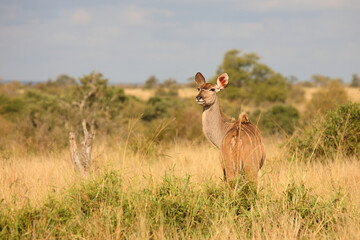 Großer Kudu / Greater kudu / Tragelaphus strepsiceros