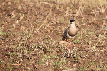Kronenkiebitz / Crowned plover or Crowned lapwing / Vanellus coronatus