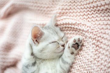 Obraz na płótnie Canvas A gray-white striped kitten of the British breed sleeps on a knitted pink plaid. Pets. Lifestyle. Tenderness