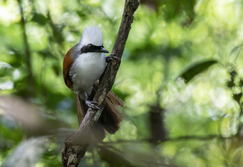 Beautiful White-crested laughingthrush perching on tree branch , Thailand