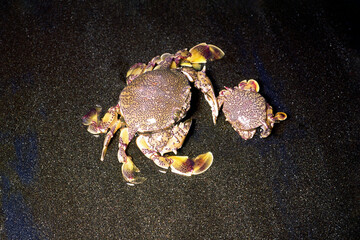 キンセンガニのカップル　キンセンガニ　ペア　雌雄