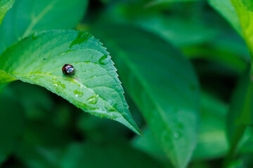 濡れた葉の上のてんとう虫