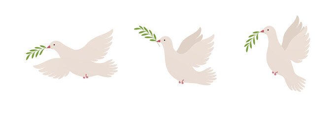 Flying dove with olive branch in different positions, symbol peace. Pigeon sign.