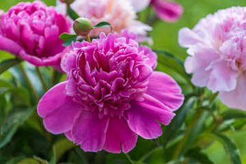 Beautiful bouquet of flowers pink peonies sway in garden, close up