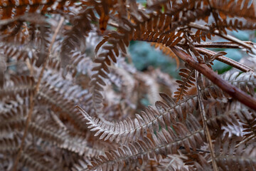 Leaves of Pteridium aquilinum in winter season