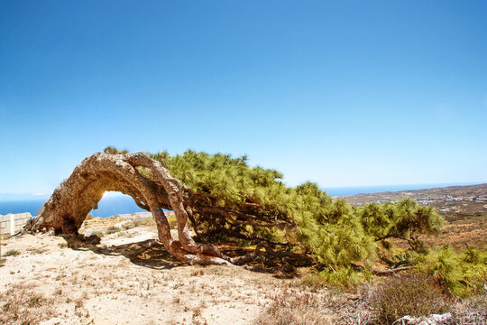 View of El Pino Esrengado or The Strenched Pine growing in Arico ,Tenerife Island, The name due to its particular shape and Pine is than 300 years old