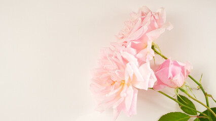 Delicate pink roses on light background.