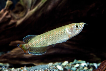 ノーザンバラムンディ　幼魚