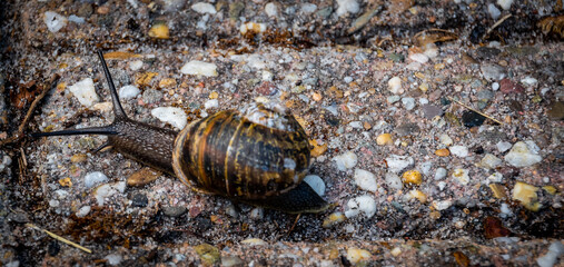 A snail moving on a paving stone © Joanna