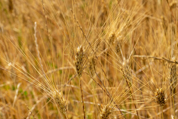 campo coltivato a grano antico triticom dicoccum detto anche farro pianta della famiglia delle Poaceae utilizzato nell'alimentazione umana fin dal neolitico