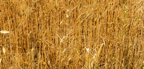 campo coltivato a grano antico triticom dicoccum detto anche farro pianta della famiglia delle...