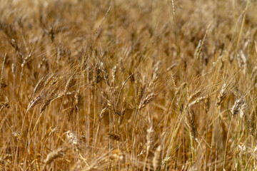 campo coltivato a grano antico triticom dicoccum detto anche farro pianta della famiglia delle...