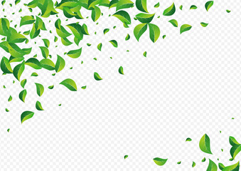 Green Greens Tea Vector Transparent Background.