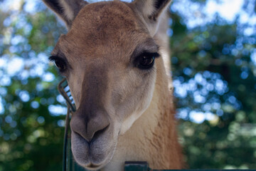 La llama que llama
