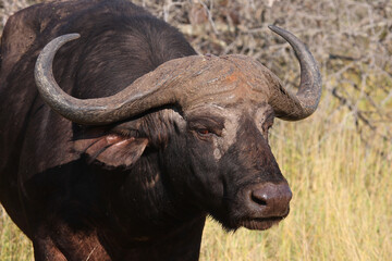 Kaffernbüffel / African buffalo / Syncerus caffer