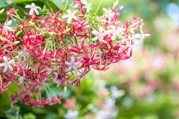 Drunen sailor, Rangoon creeper, Thai flower