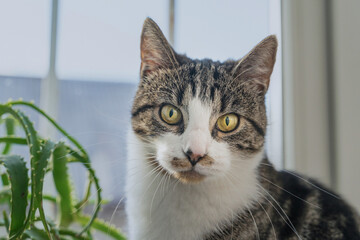 Expressive emotional muzzle of a young cat