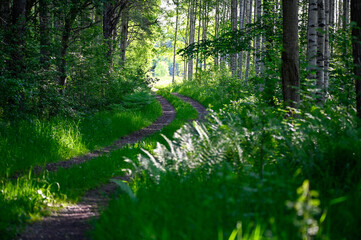 path through green summer forest early morning in june