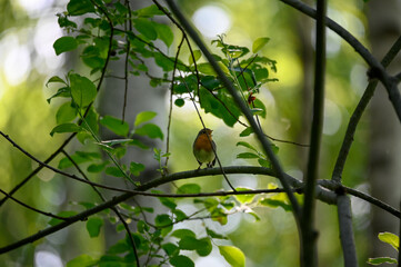 little red robin bird sitting on branch in dark forest
