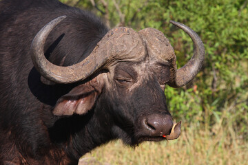 Kaffernbüffel und Rotschnabel-Madenhacker / African buffalo and Red-billed oxpecker / Syncerus caffer et Buphagus erythrorhynchus.