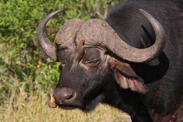 Kaffernbüffel und Rotschnabel-Madenhacker / African buffalo and Red-billed oxpecker / Syncerus caffer et Buphagus erythrorhynchus.