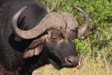 Kaffernbüffel und Rotschnabel-Madenhacker / African buffalo and Red-billed oxpecker / Syncerus caffer et Buphagus erythrorhynchus.