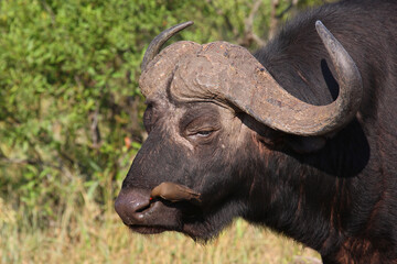 Kaffernbüffel und Rotschnabel-Madenhacker / African buffalo and Red-billed oxpecker / Syncerus...