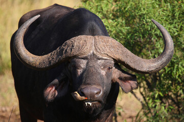 Obraz premium Kaffernbüffel und Rotschnabel-Madenhacker / African buffalo and Red-billed oxpecker / Syncerus caffer et Buphagus erythrorhynchus.