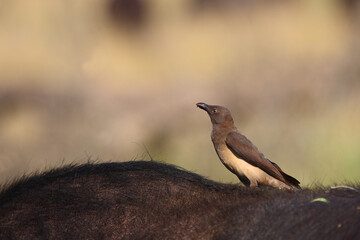 Rotschnabel-Madenhacker / Red-billed oxpecker / Buphagus erythrorhynchus.