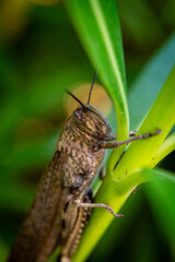 A grasshopper in a laurel plant in Provence