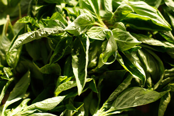 fresh basil homegrown green urban farmer eco friendly kitchen Italian cuisine aroma spices natural light