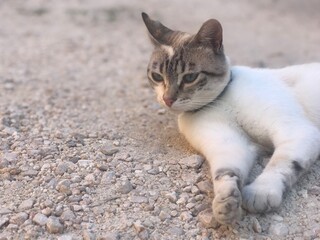 cat on the floor